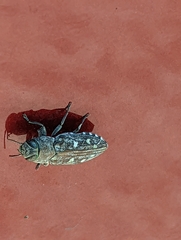 Chrysobothris octocola