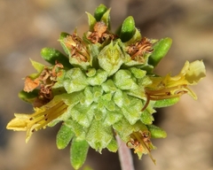 Teucrium balthazaris