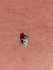 Chrysobothris octocola