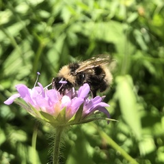 Bombus