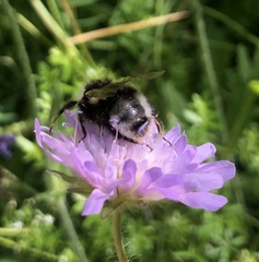 Bombus