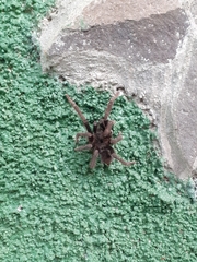 Sphaerobothria hoffmanni