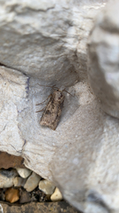 Agrotis puta