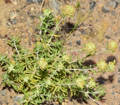 Teucrium balthazaris