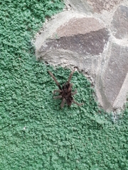 Sphaerobothria hoffmanni