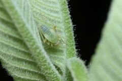 Compsidolon salicellum