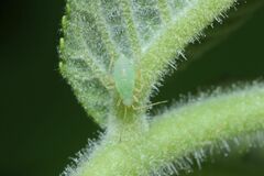 Compsidolon salicellum