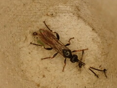 Crypteffigies lanius