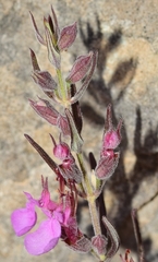 Teucrium webbianum