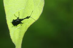 Cycnotrachelus roelofsi