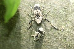 Gasterocercus longipes