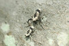 Gasterocercus longipes