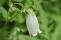 Campanula punctata hondoensis