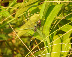 Orthetrum sabina