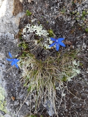 Gentiana brachyphylla brachyphylla