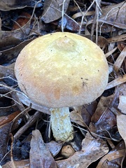 Austroboletus lacunosus