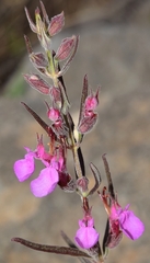 Teucrium webbianum