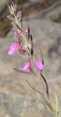 Teucrium webbianum