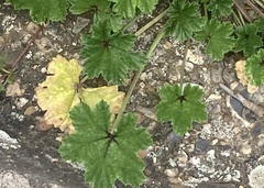 Malva sylvestris