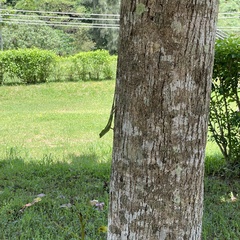 Diploderma polygonatum polygonatum