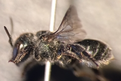 Osmia gallarum