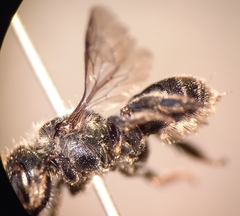 Osmia gallarum