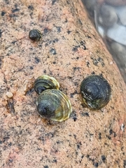 Littorina brevicula