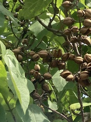 Paulownia tomentosa