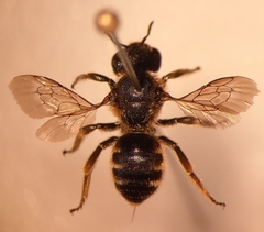 Osmia rufohirta
