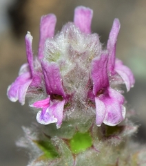 Sideritis stachydioides