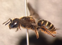 Osmia rufohirta