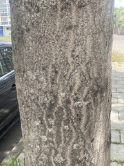 Paulownia tomentosa