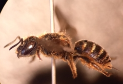 Osmia rufohirta