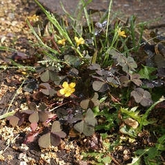 Oxalis corniculata
