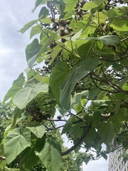 Paulownia tomentosa