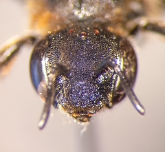 Osmia rufohirta