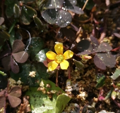 Oxalis corniculata