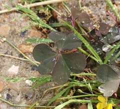 Oxalis corniculata