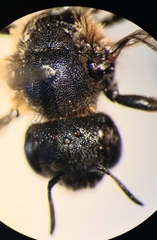 Osmia rufohirta