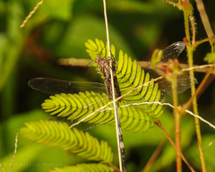 Orthetrum sabina