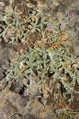 Sideritis stachydioides