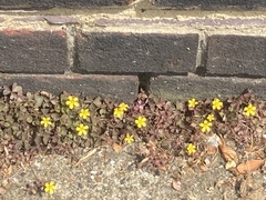 Oxalis corniculata