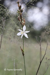 Chlorophytum fasciculatum