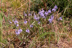 Veronica austriaca