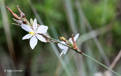 Chlorophytum fasciculatum