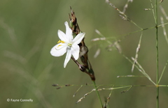 Chlorophytum fasciculatum