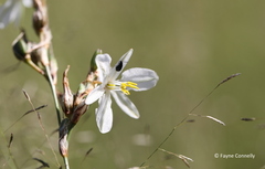 Chlorophytum fasciculatum