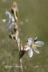 Chlorophytum fasciculatum