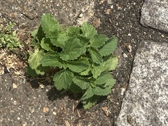 Ballota nigra