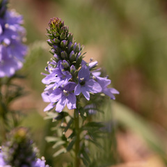 Veronica austriaca
